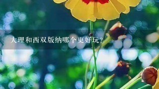 大理和西双版纳哪个更好玩？