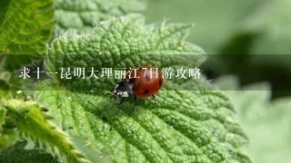 求十1昆明大理丽江7日游攻略