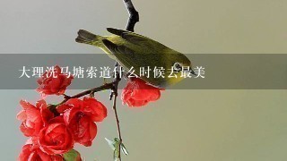 大理洗马塘索道什么时候去最美